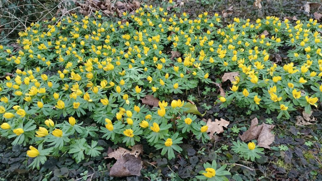 بهار در هسن