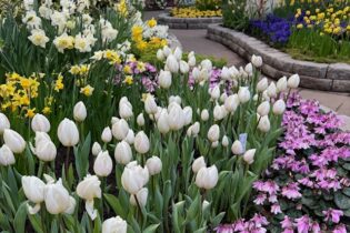 Bild für Весна у розпалі лютого у Франкфурті