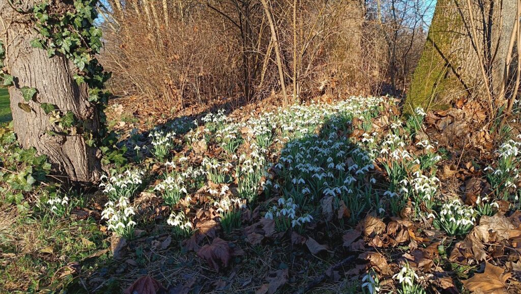 بهار در هسن