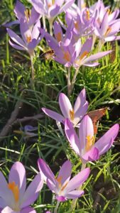 بهار در هسن