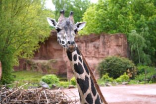 Bild für У Франкфуртському зоопарку знову дві жирафи: після втрати Bine прибула нова самка з Ганновера