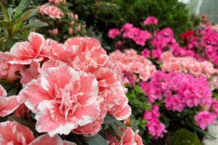 Bild für بازار گیاهان؛ مدرسه سبز برنامه‌های متنوعی برای خانواده‌ها ارائه می‌دهد: