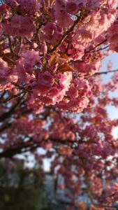 شگوفه‌های گیلاس